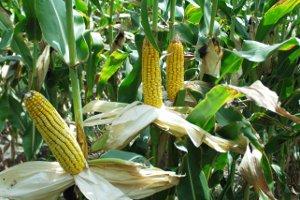 Corn